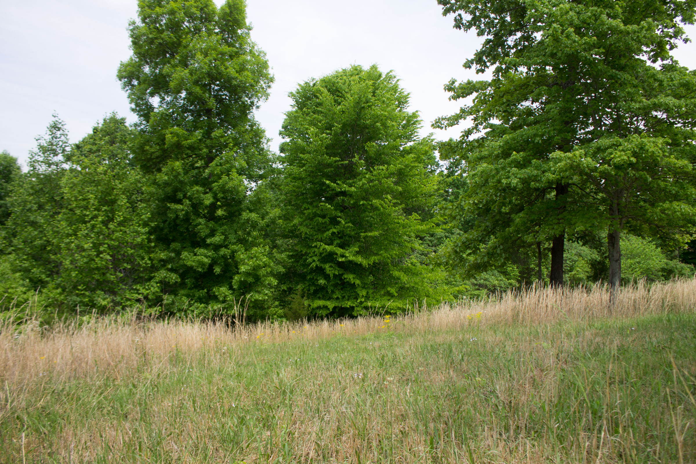 Tract 15 at Laurel Ridge in Casey County, Kentucky