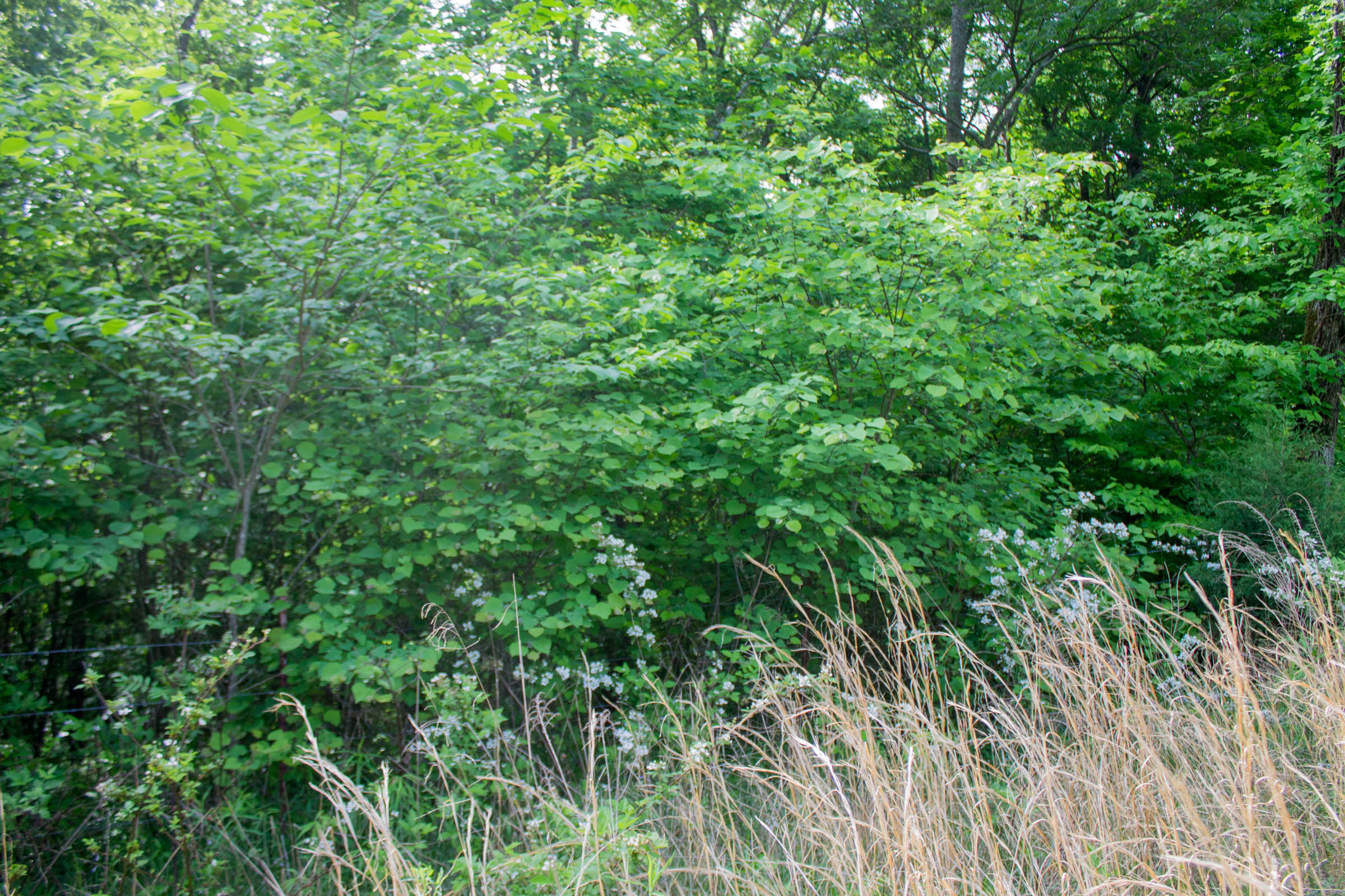 Tract 4 at Laurel Ridge in Casey County, Kentucky