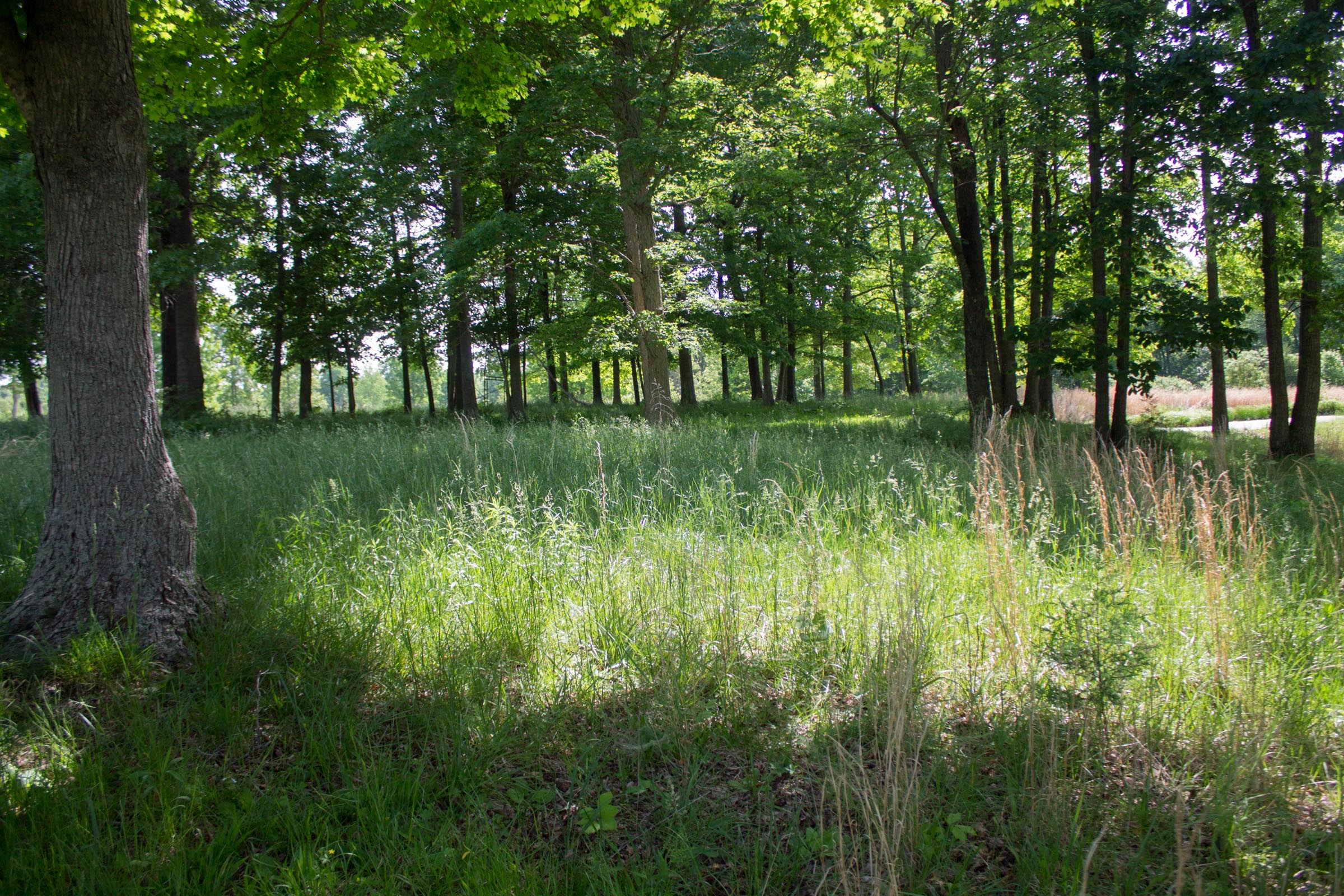 Tract 5 at Laurel Ridge in Casey County, Kentucky
