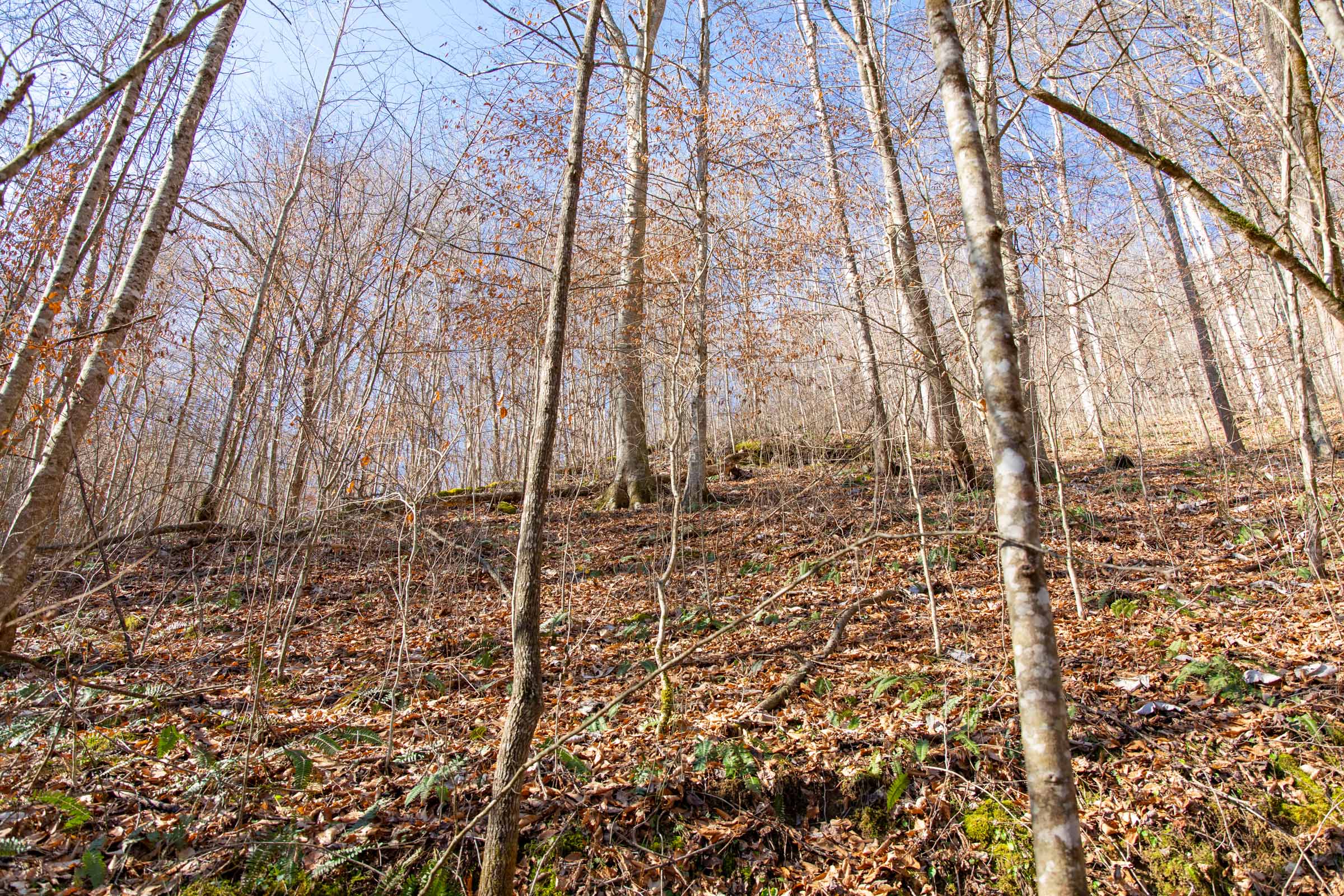 Tract 12 at Blackstone Mountain in Clay County, Kentucky