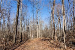 property photo for Blackstone Mountain Tract 20, 21.67 acres for sale in Clay County, Kentucky