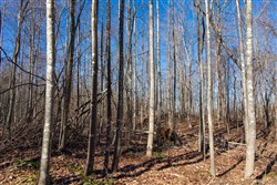 property photo for Blackstone Mountain Tract 20, 21.67 acres for sale in Clay County, Kentucky