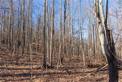 property photo for Blackstone Mountain Tract 20, 21.67 acres for sale in Clay County, Kentucky