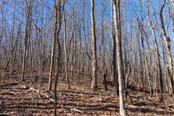 property photo for Blackstone Mountain Tract 20, 21.67 acres for sale in Clay County, Kentucky