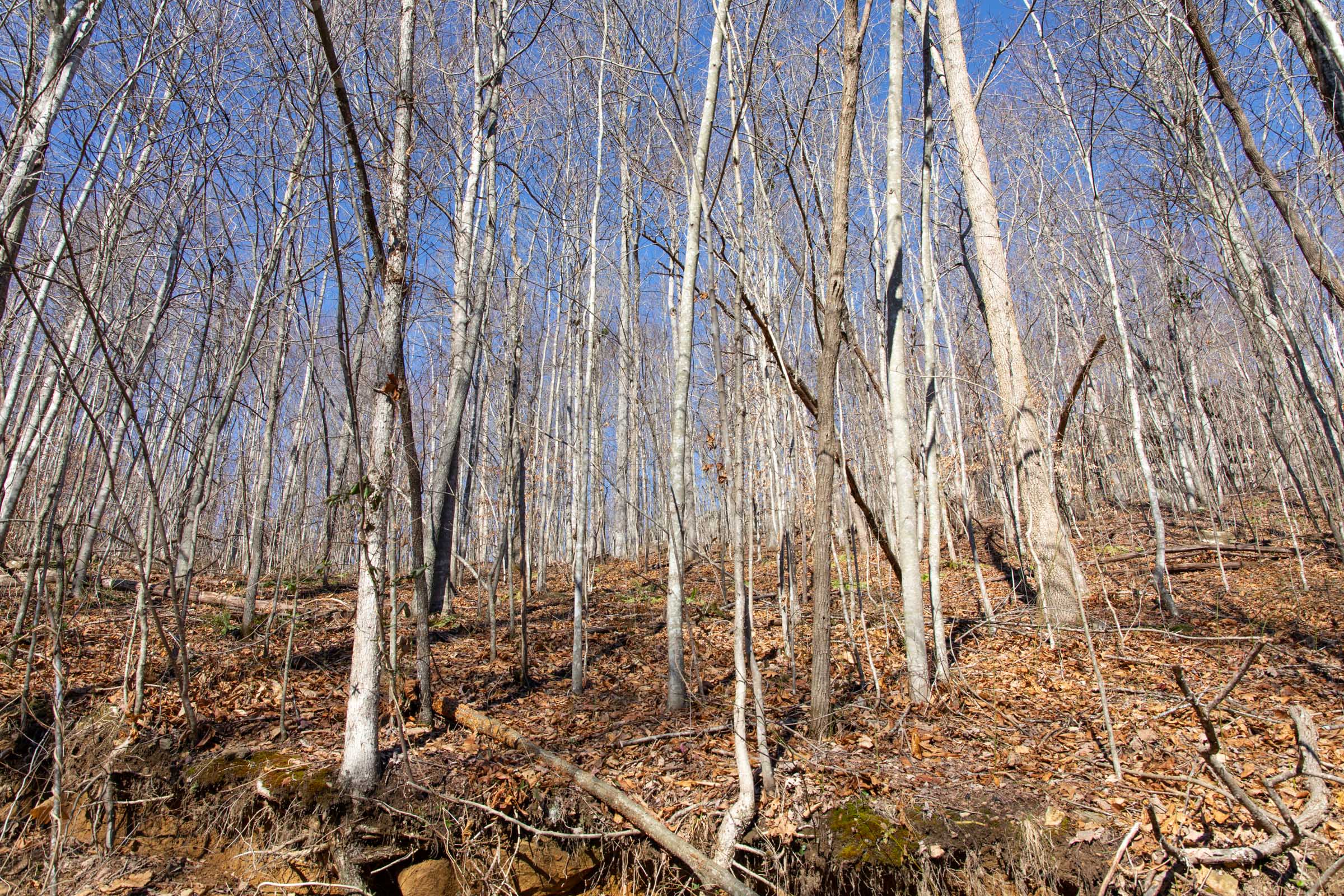 Tract 22 at Blackstone Mountain in Clay County, Kentucky