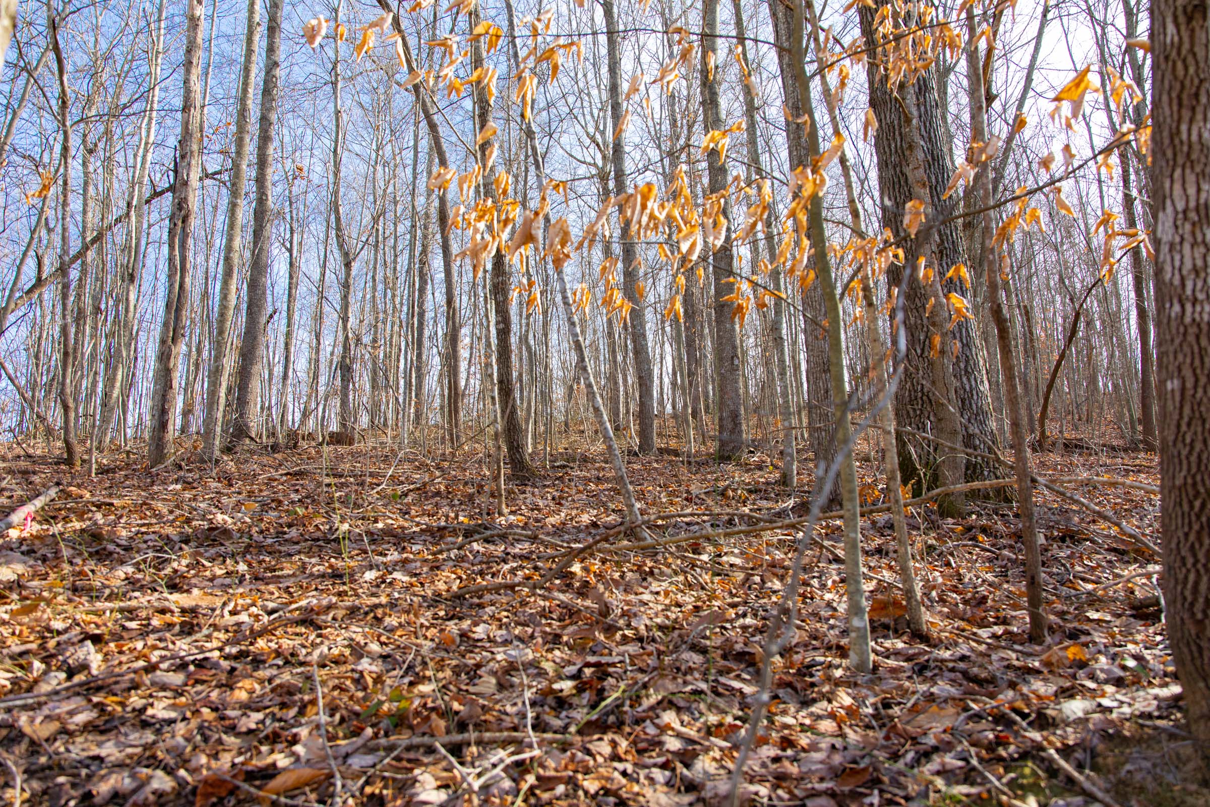 Tract 25 at Blackstone Mountain in Clay County, Kentucky