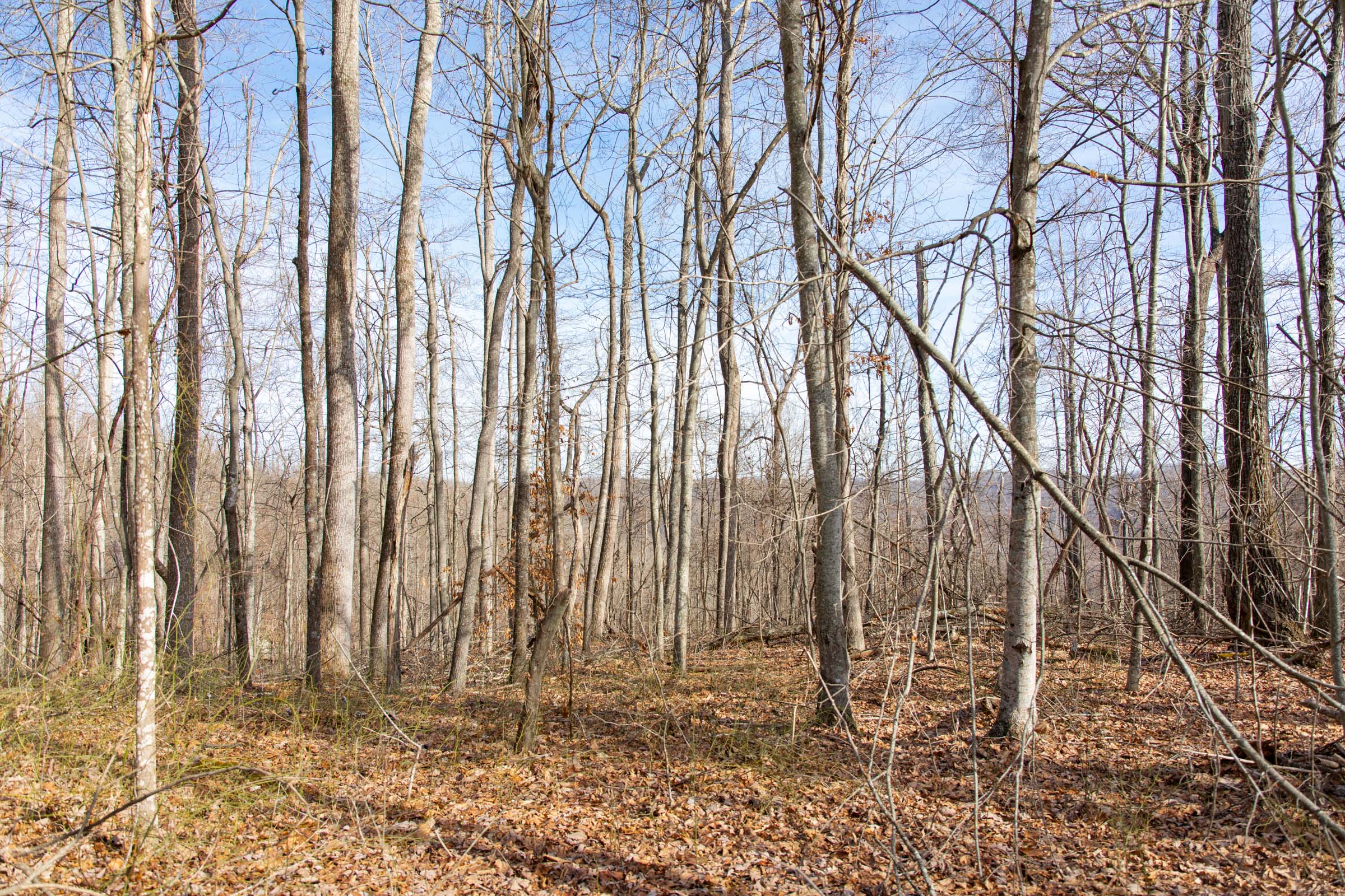 Tract 31 at Blackstone Mountain in Clay County, Kentucky