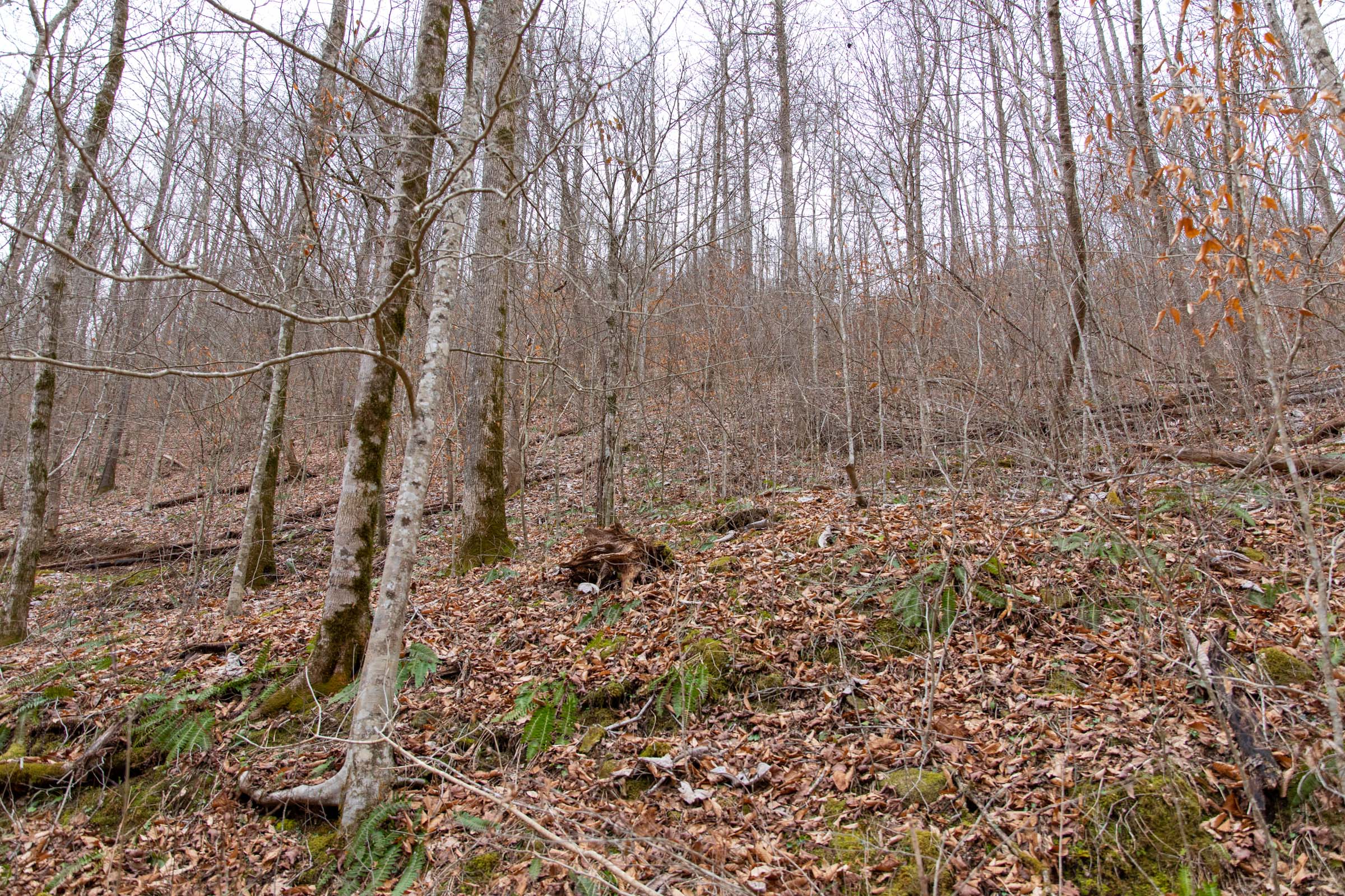 Tract 42 at Blackstone Mountain in Clay County, Kentucky