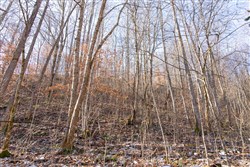 property photo for Blackstone Mountain Tract 8, 8.44 acres for sale in Clay County, Kentucky