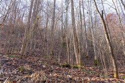 property photo for Blackstone Mountain Tract 8, 8.44 acres for sale in Clay County, Kentucky