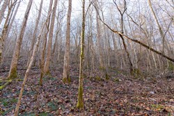 property photo for Blackstone Mountain Tract 9, 12.39 acres for sale in Clay County, Kentucky
