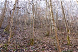 property photo for Blackstone Mountain Tract 9, 12.39 acres for sale in Clay County, Kentucky