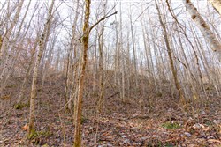 property photo for Blackstone Mountain Tract 9, 12.39 acres for sale in Clay County, Kentucky