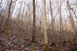 property photo for Blackstone Mountain Tract 9, 12.39 acres for sale in Clay County, Kentucky