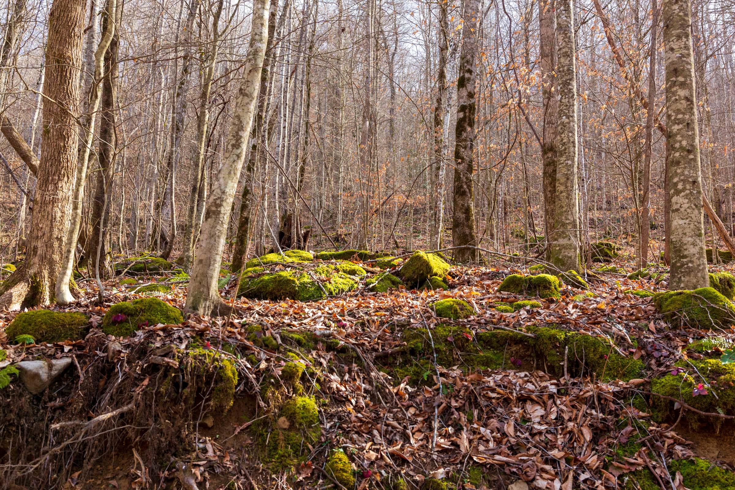 Tract 61 at Blackstone Mountain Phase II in Clay County, Kentucky