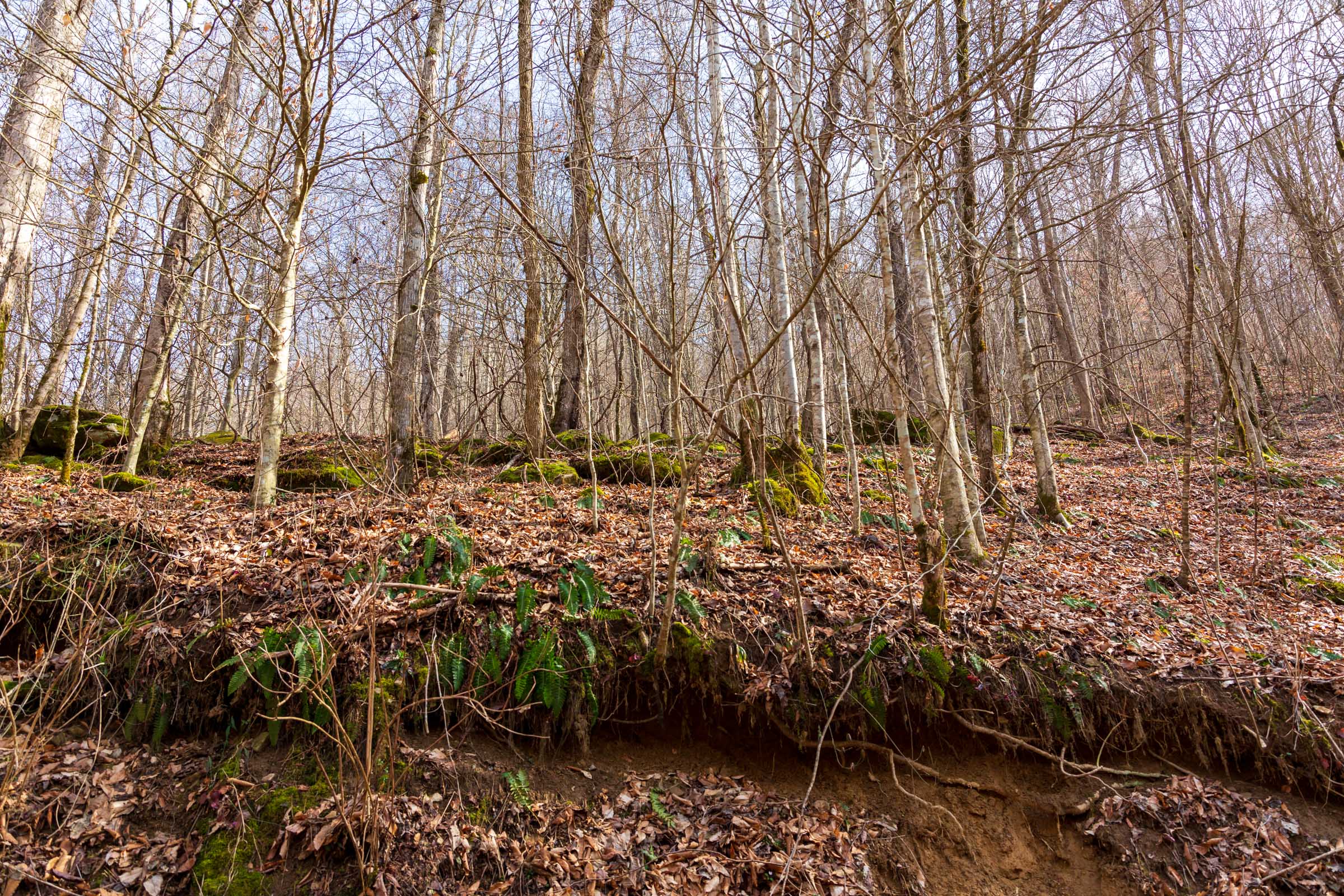 Tract 63 at Blackstone Mountain Phase II in Clay County, Kentucky