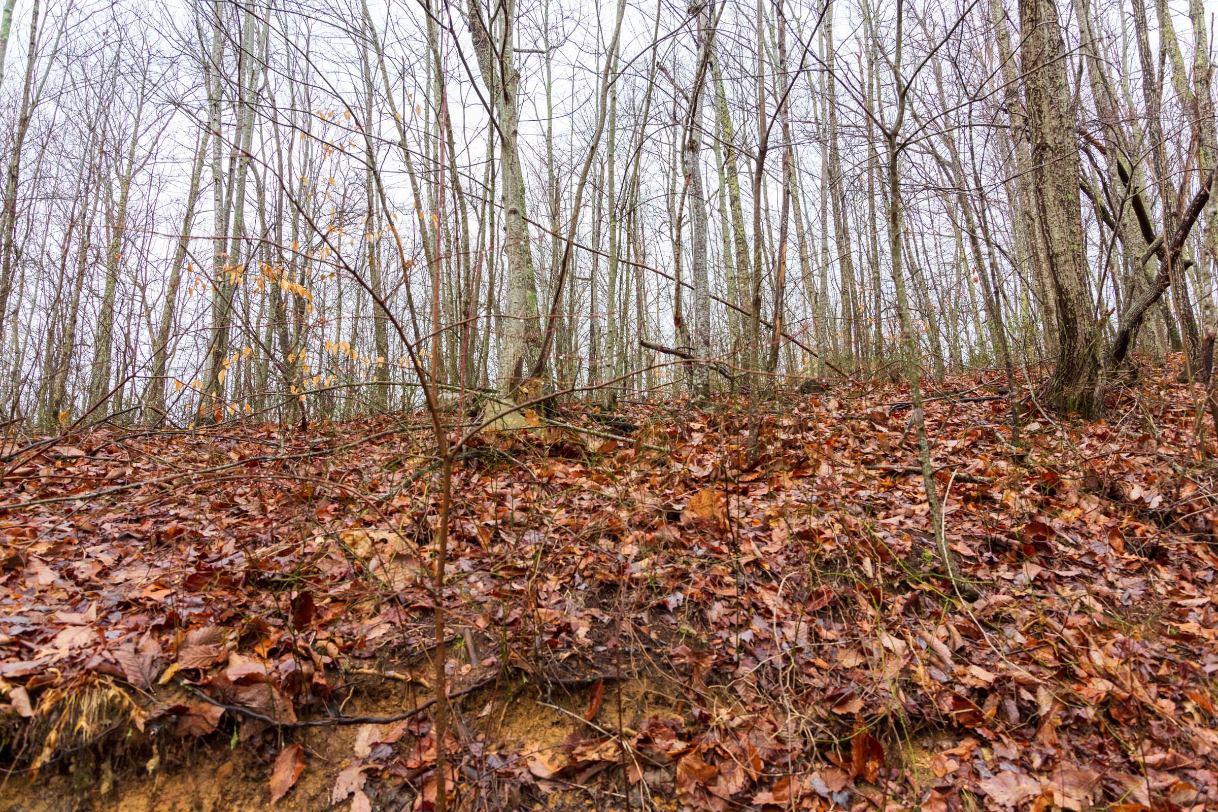Tract 85 at Blackstone Mountain Phase II in Clay County, Kentucky