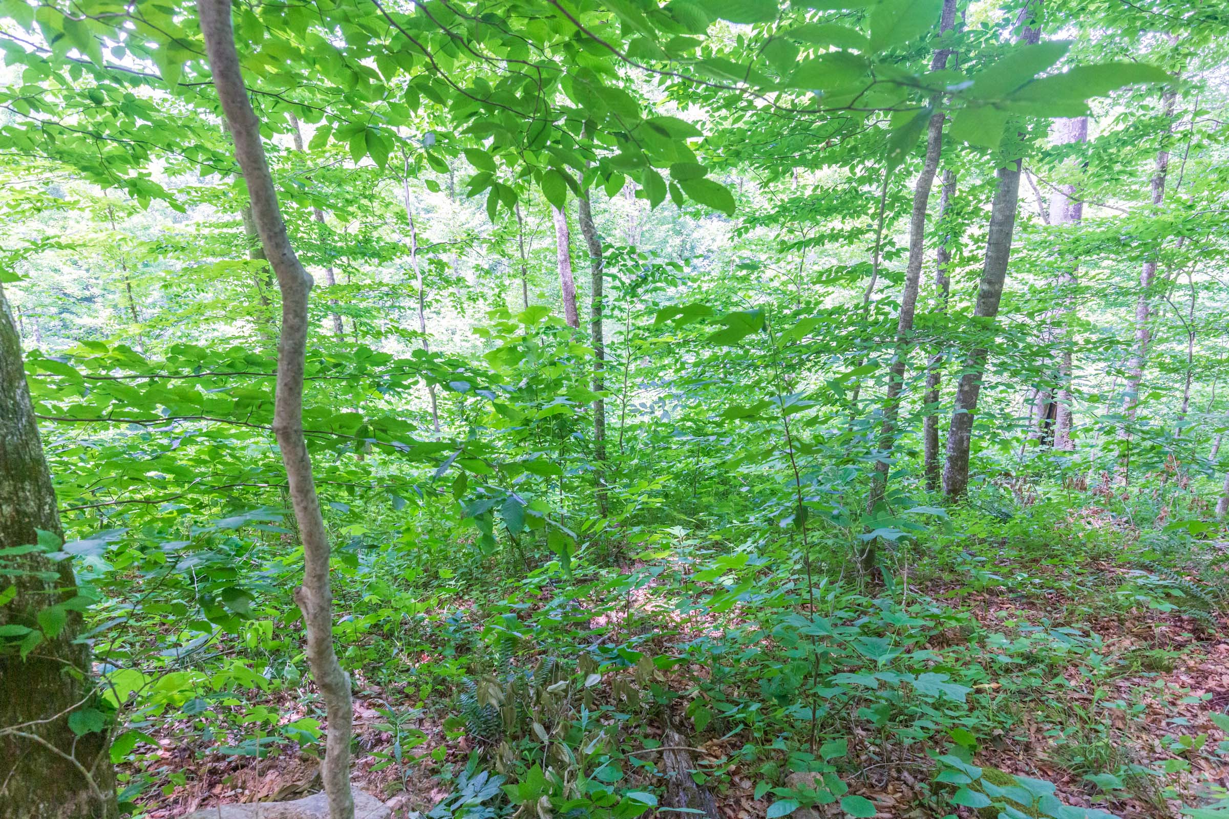 Tract 16 at Rivers Edge in Jackson County, Kentucky