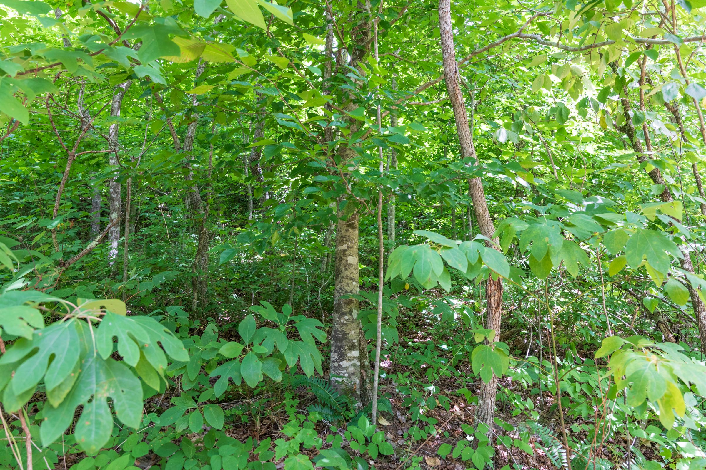 Tract 28 at Rivers Edge in Jackson County, Kentucky