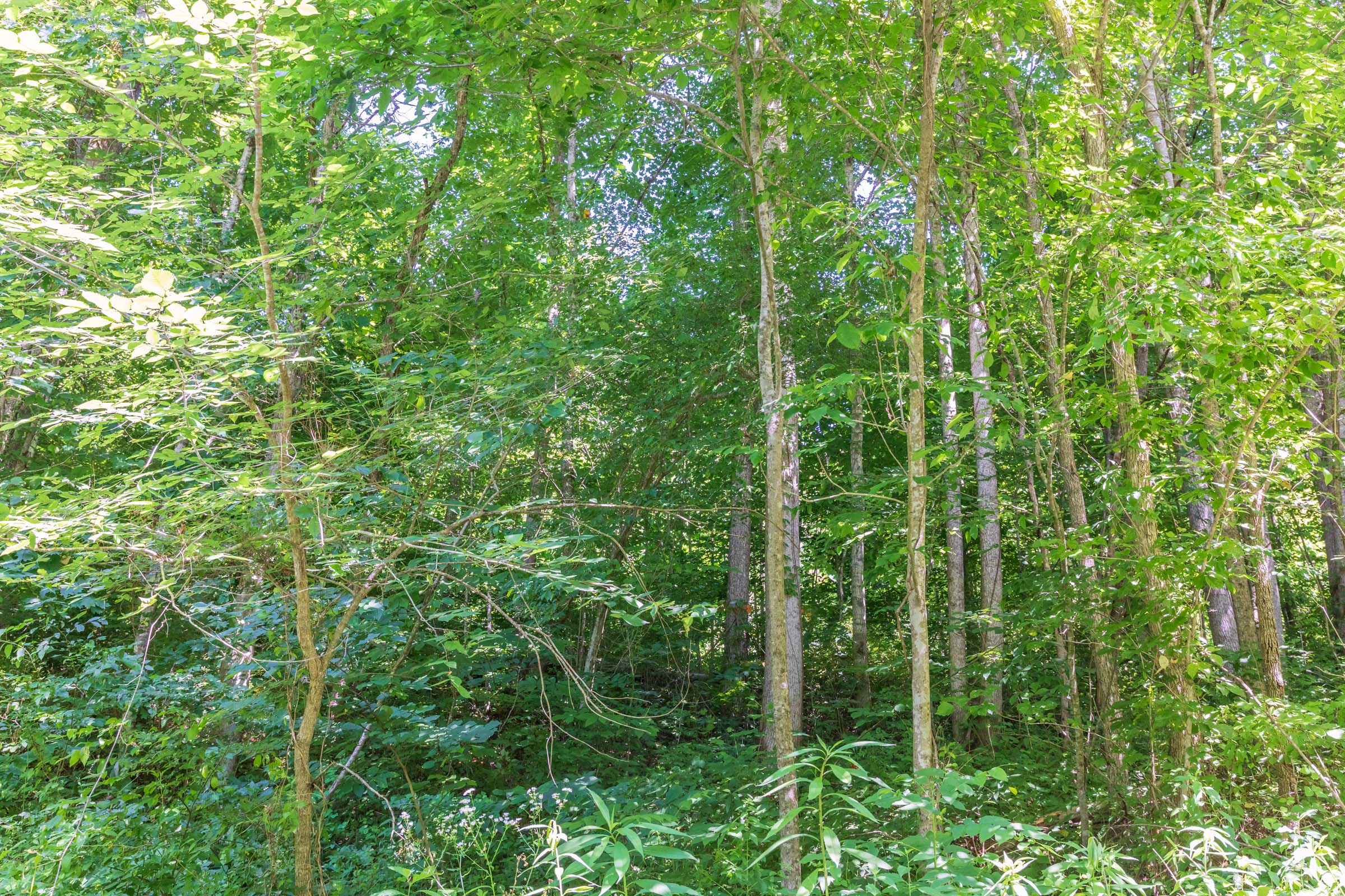 Tract 39 at Rivers Edge in Jackson County, Kentucky