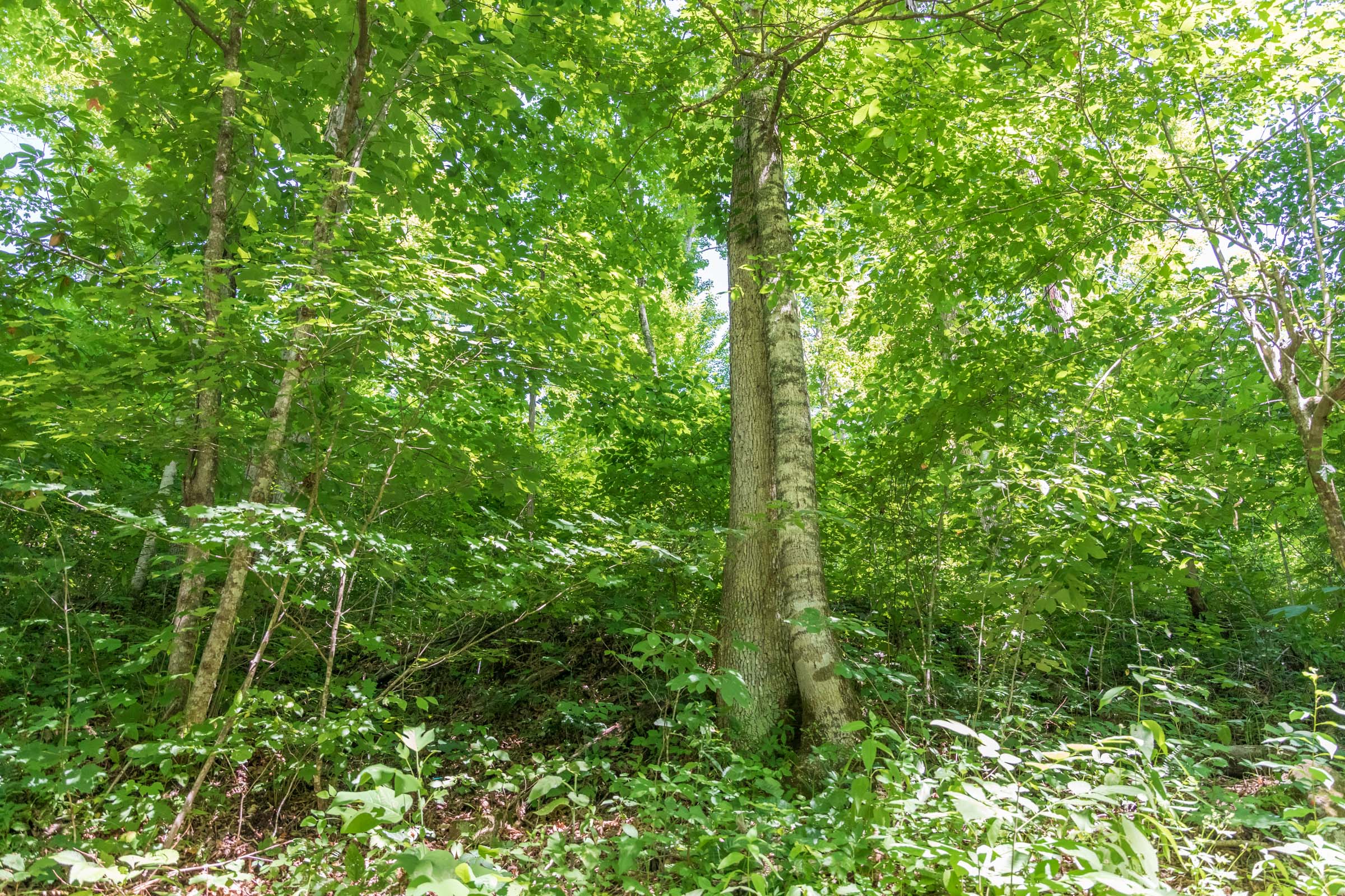 Tract 40 at Rivers Edge in Jackson County, Kentucky
