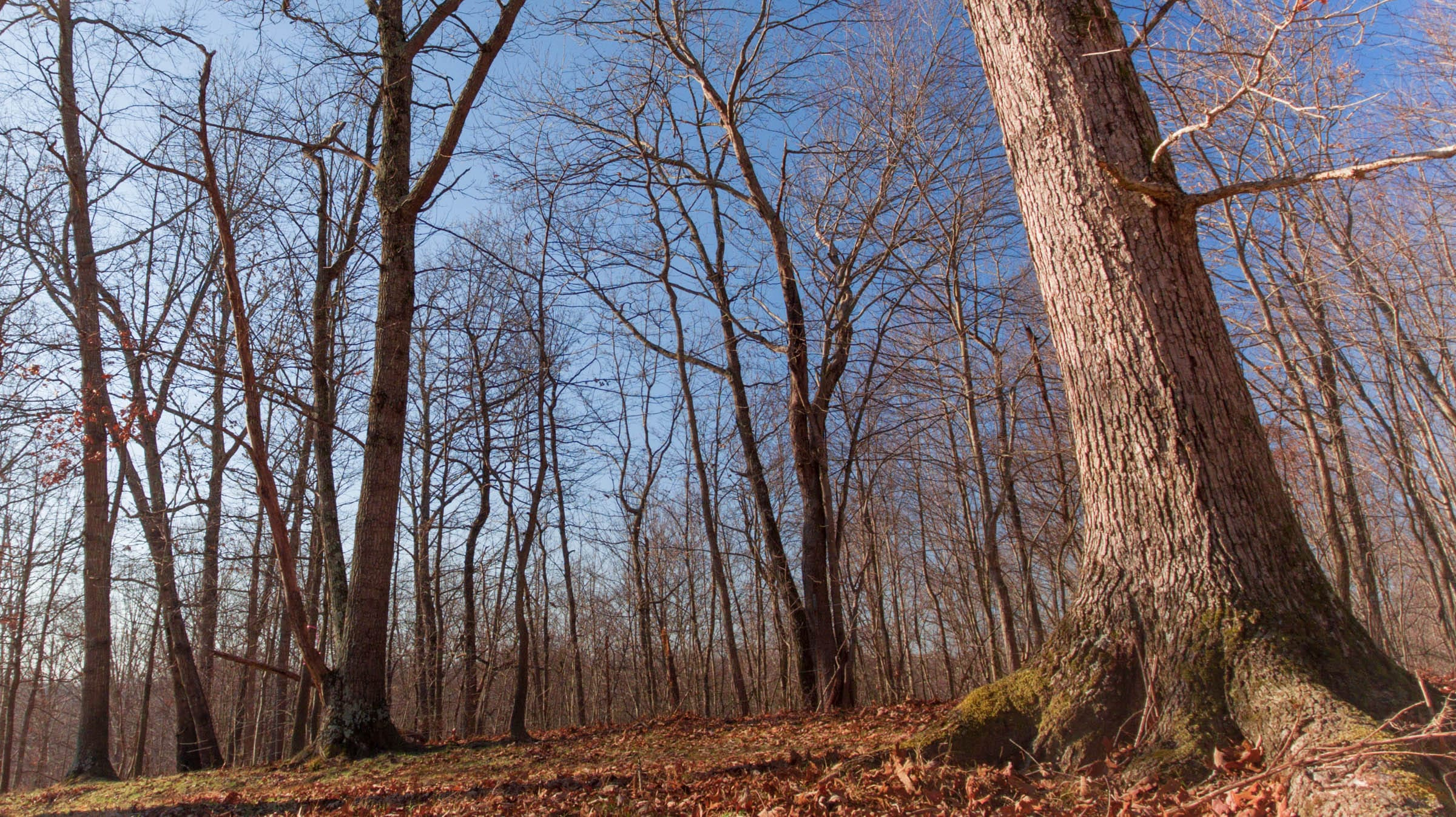 Tract 8 at Serenity Creek in Laurel County, Kentucky