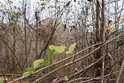 property photo for Autumn Ridge Tract 13, 12.71 acres for sale in Leslie County, Kentucky