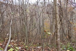 property photo for Autumn Ridge Tract 13, 12.71 acres for sale in Leslie County, Kentucky