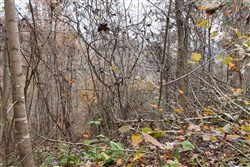 property photo for Autumn Ridge Tract 13, 12.71 acres for sale in Leslie County, Kentucky