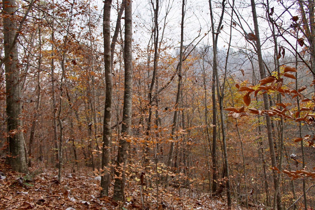 Tract 15 at Autumn Ridge in Leslie County, Kentucky