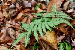property photo for Autumn Ridge Tract 18, 16.88 acres for sale in Leslie County, Kentucky