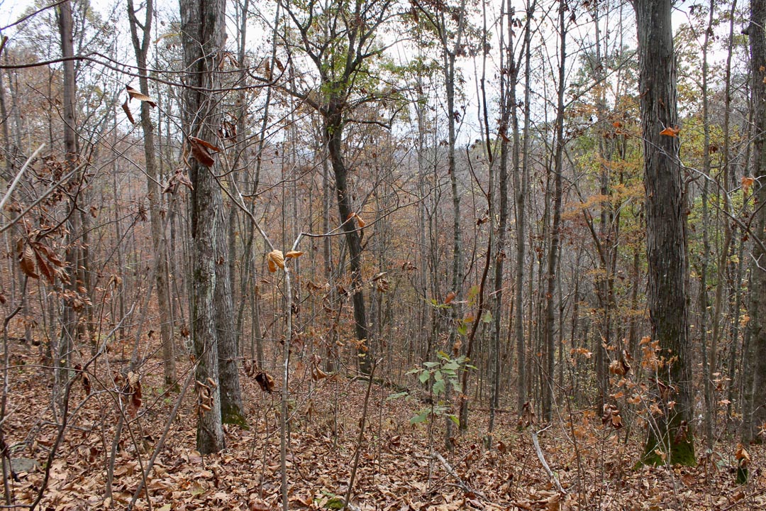 Tract 22 at Autumn Ridge in Leslie County, Kentucky