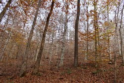 property photo for Autumn Ridge Tract 8, 7.21 acres for sale in Leslie County, Kentucky