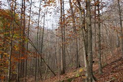 property photo for Autumn Ridge Tract 8, 7.21 acres for sale in Leslie County, Kentucky