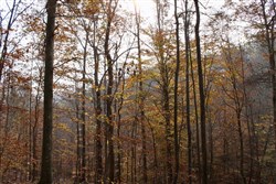 property photo for Autumn Ridge Tract 8, 7.21 acres for sale in Leslie County, Kentucky