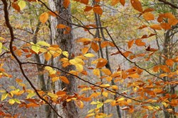 property photo for Autumn Ridge Tract 8, 7.21 acres for sale in Leslie County, Kentucky