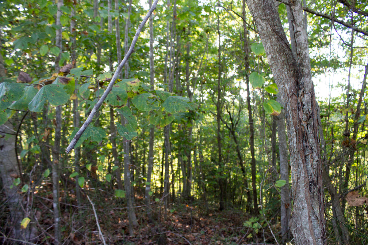 Tract 1 at Black Oak Ranch in Rockcastle County, Kentucky