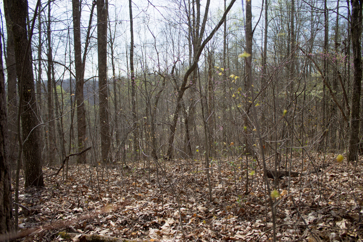 Tract 14 at Chestnut Oak Ridge in Rockcastle County, Kentucky