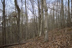 property photo for Chestnut Oak Ridge Tract 18, 10.54 acres for sale in Rockcastle County, Kentucky