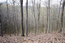 property photo for Chestnut Oak Ridge Tract 18, 10.54 acres for sale in Rockcastle County, Kentucky