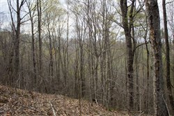 property photo for Chestnut Oak Ridge Tract 18, 10.54 acres for sale in Rockcastle County, Kentucky