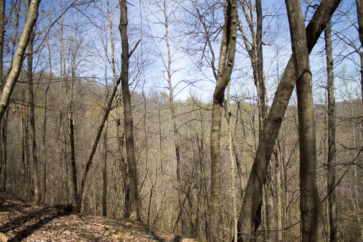 Tract 2 at Chestnut Oak Ridge in Rockcastle County, Kentucky