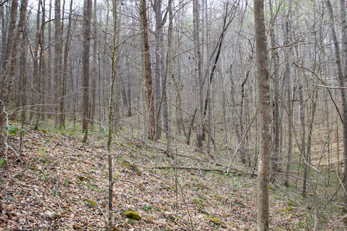 Tract 22 at Chestnut Oak Ridge in Rockcastle County, Kentucky