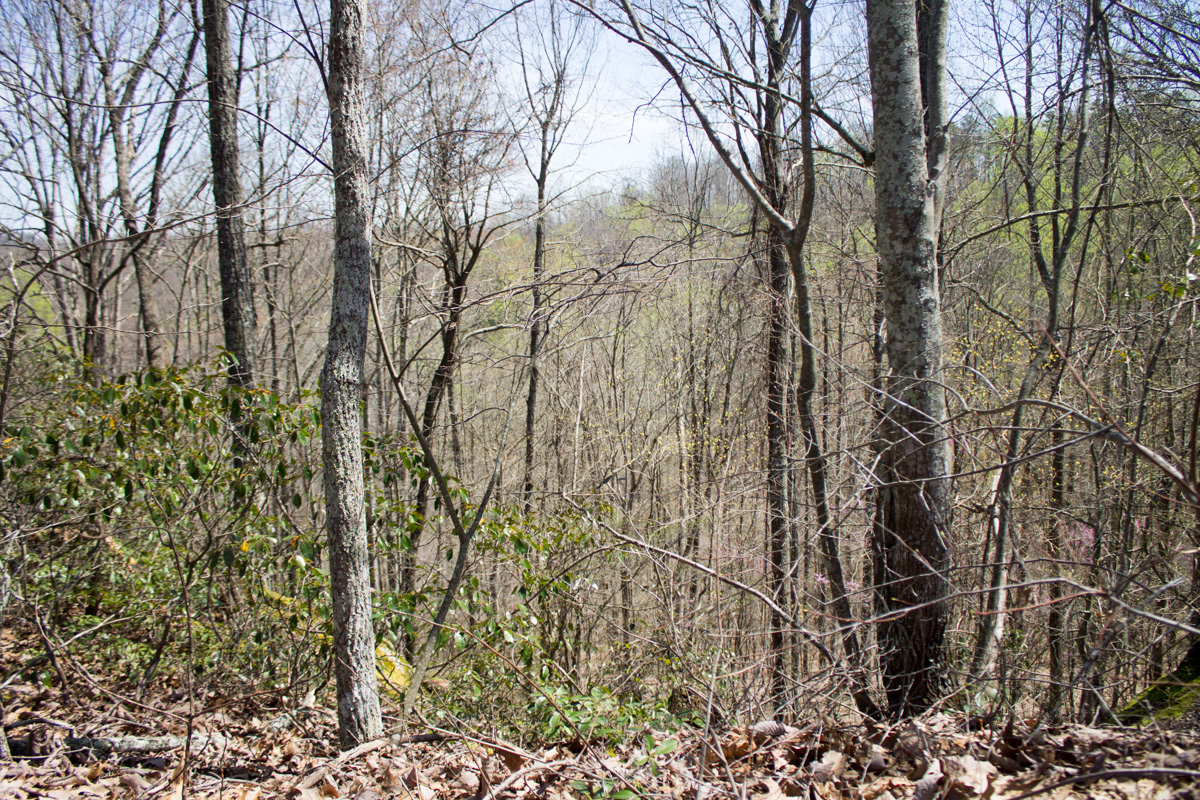 Tract 23 at Chestnut Oak Ridge in Rockcastle County, Kentucky