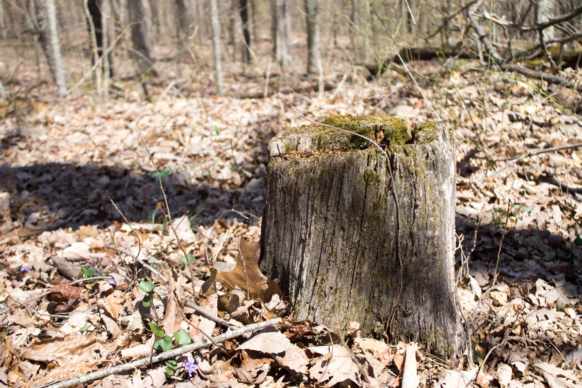 Tract 25 at Chestnut Oak Ridge in Rockcastle County, Kentucky