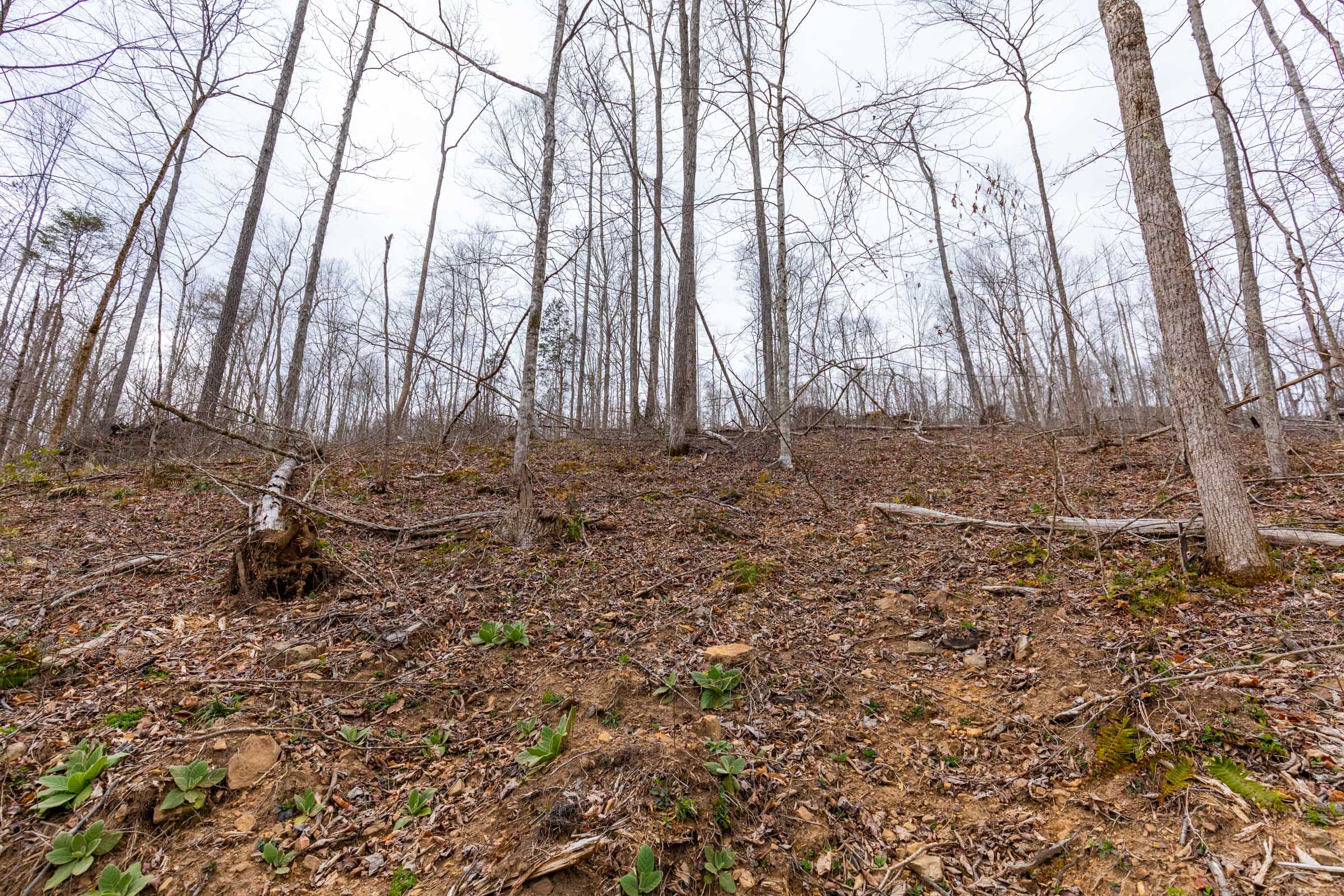 Tract 14 at Creek Hollow Phase I in Rockcastle County, Kentucky