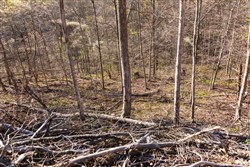 property photo for Creek Hollow Phase I Tract 34, 5.76 acres for sale in Rockcastle County, Kentucky