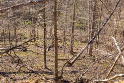 property photo for Creek Hollow Phase I Tract 34, 5.76 acres for sale in Rockcastle County, Kentucky