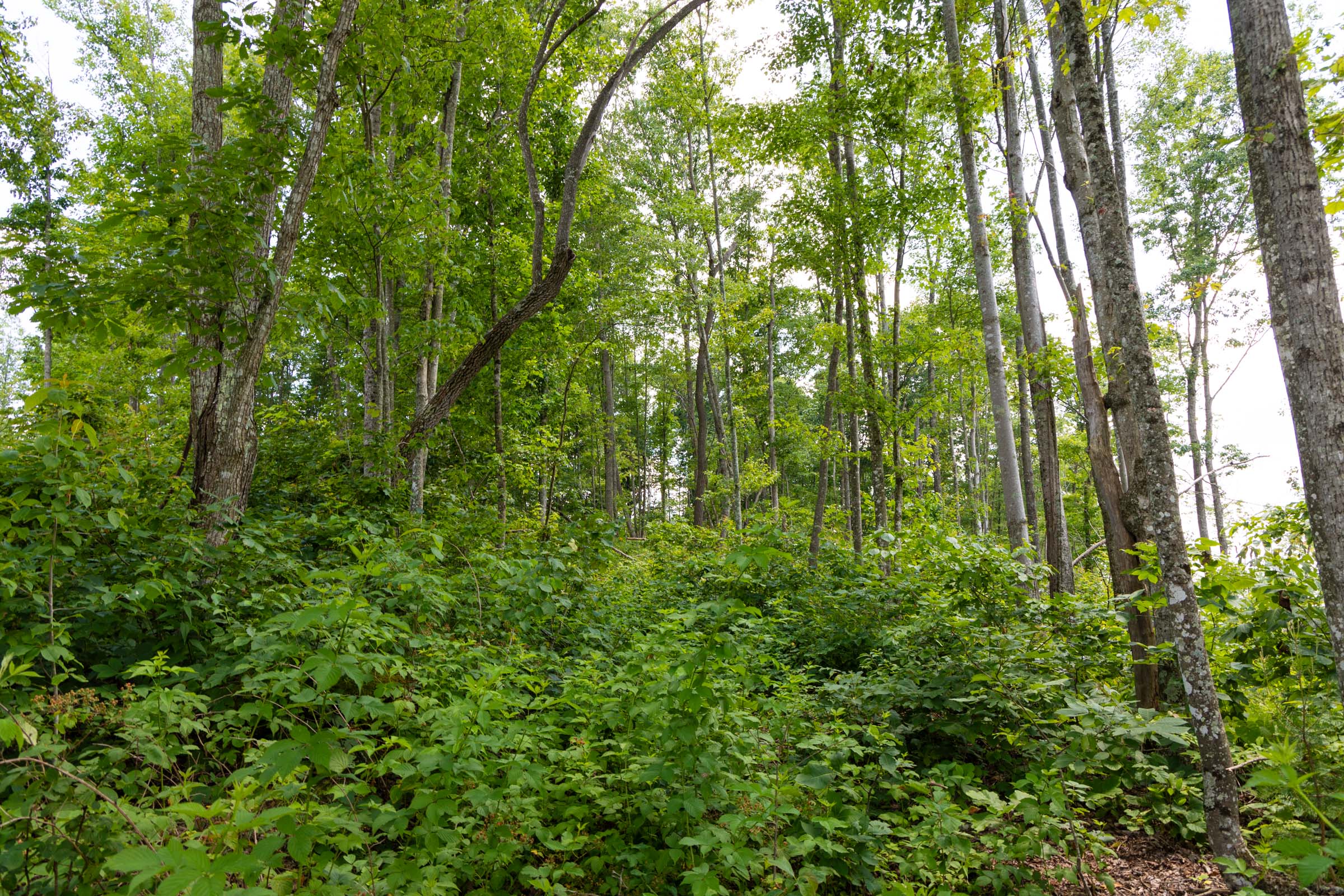 Tract 56 at Creek Hollow Phase II in Rockcastle County, Kentucky