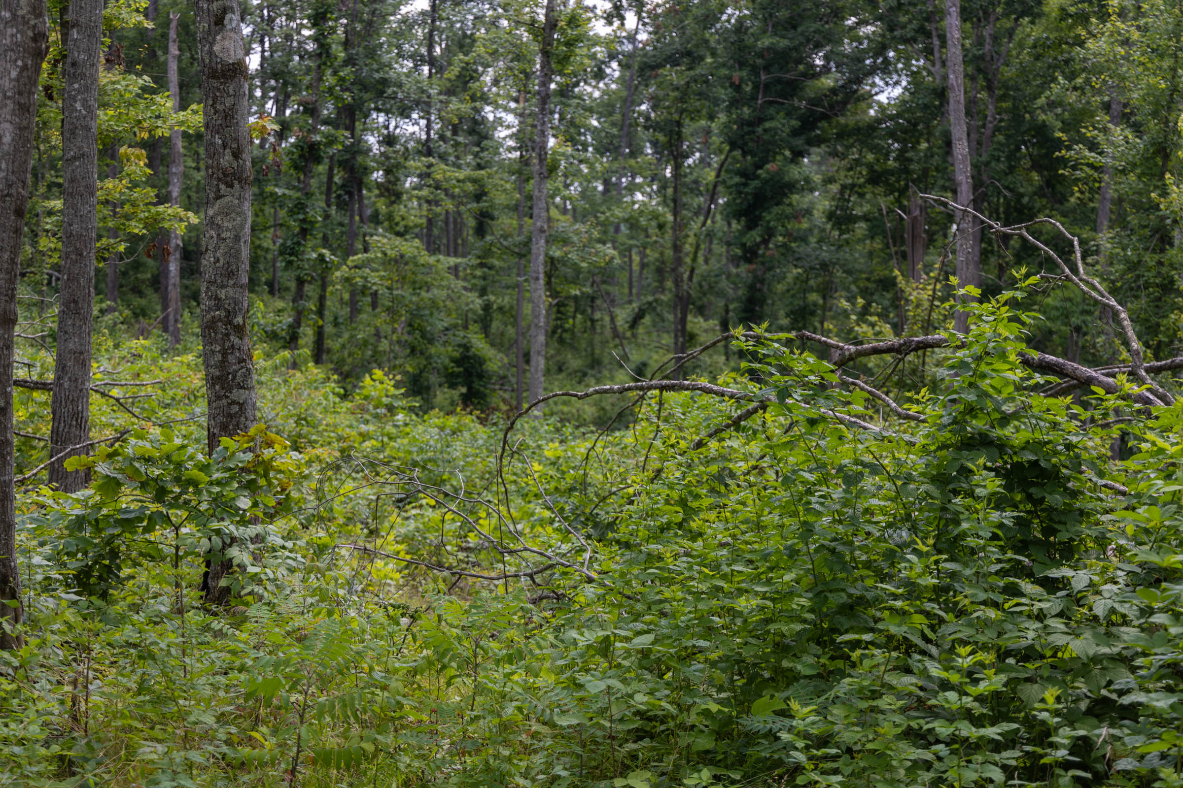 Tract 61 at Creek Hollow Phase II in Rockcastle County, Kentucky
